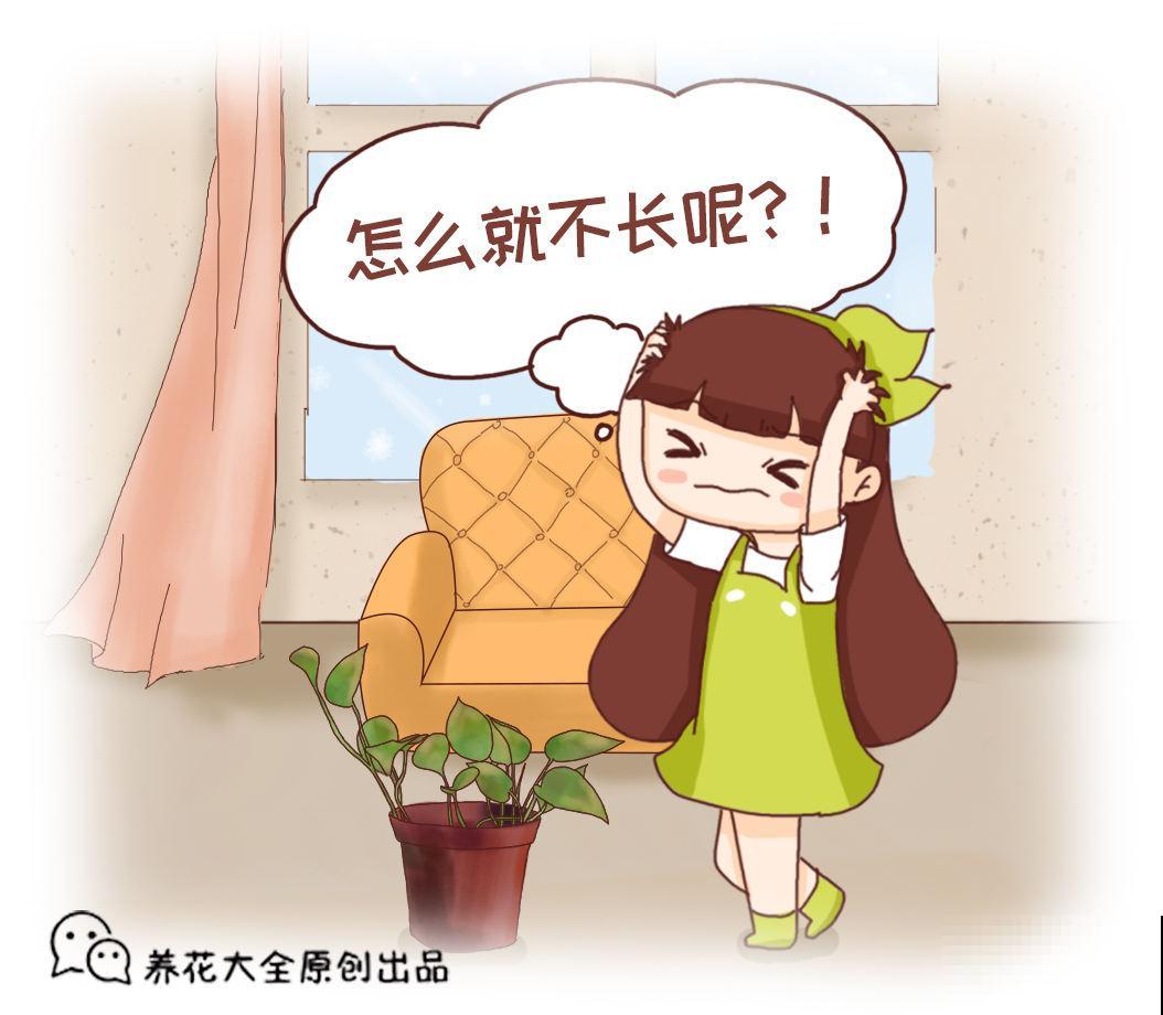 养花一直不开花，要是再不管，估计就成“柴火垛”