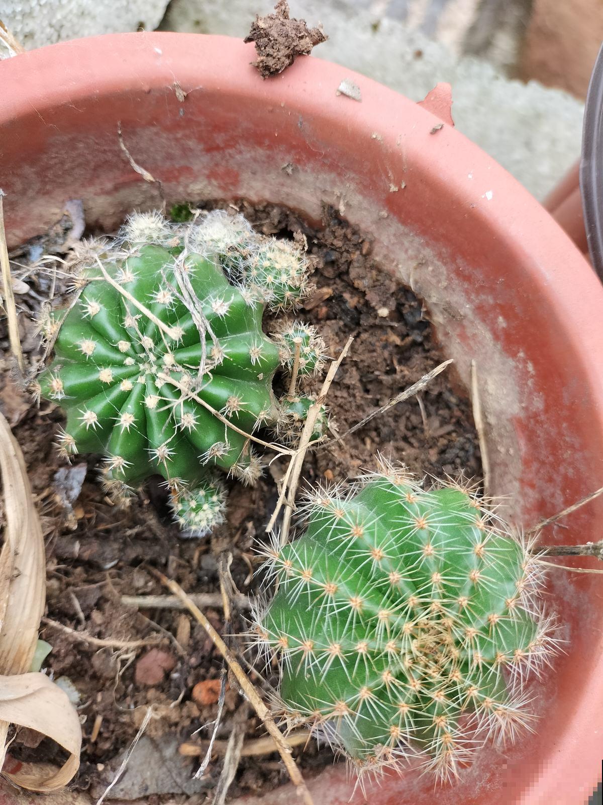 叶片不能喷水的7种植物，一喷水就烂叶子，赶紧停下