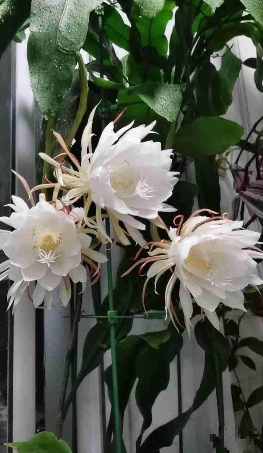 昙花一现人人知，开花仅一天的花，不止有昙花