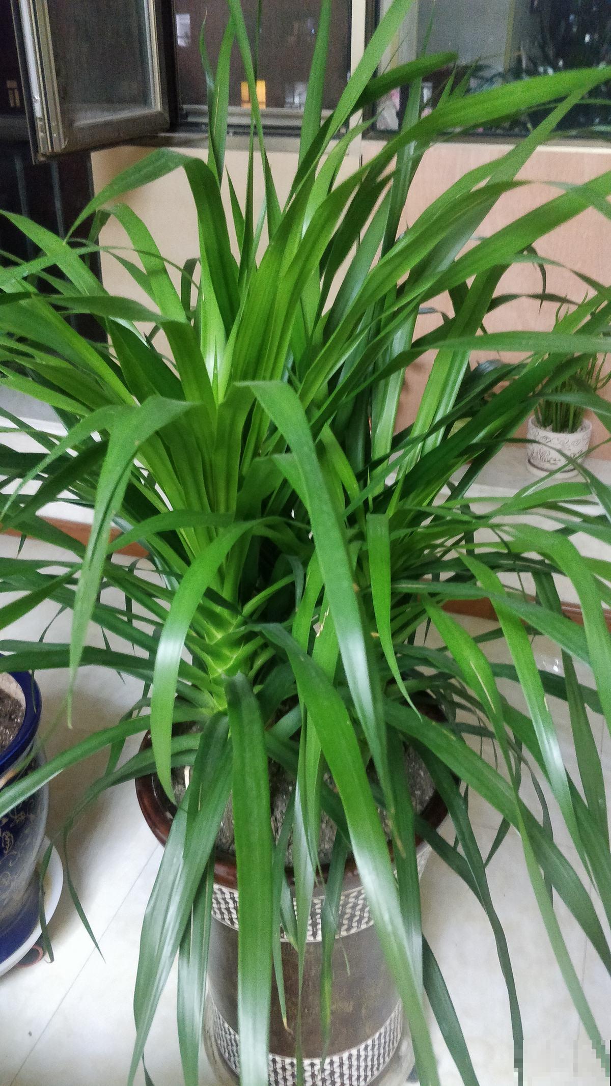 能活上百年的3种植物,长寿又吉利,能成传家宝 能活上百年的3种植物,长寿又吉利,能成传家宝