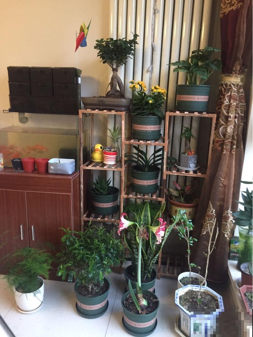 北方养花太难了！越冬难，浇水也麻烦，关键是养一盆死一盆