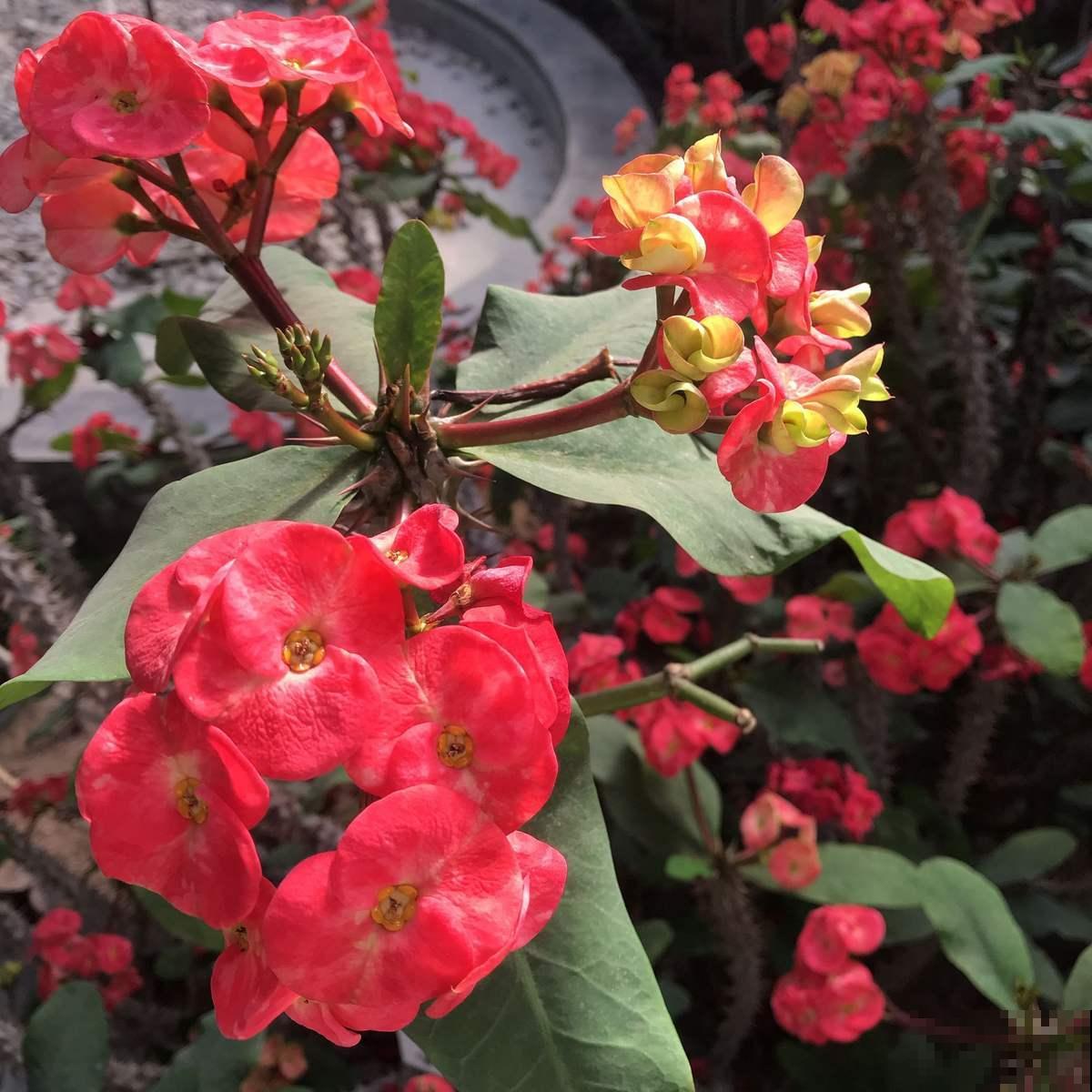花名里带动物的花，除了天堂鸟蝴蝶兰，最后一个你见过吗？