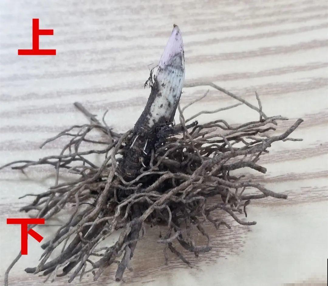 一把块根种土里，满枝条挂“铃铛”，开花满屋子高级香水味