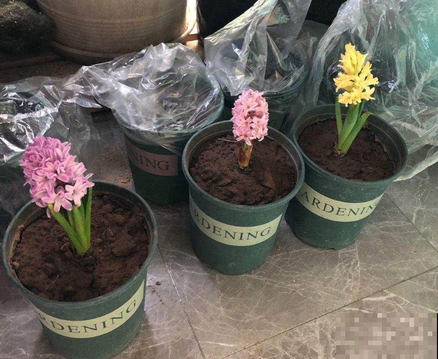 1种花就是“活香水”，一个“洋葱头”放水里，开花满屋飘香