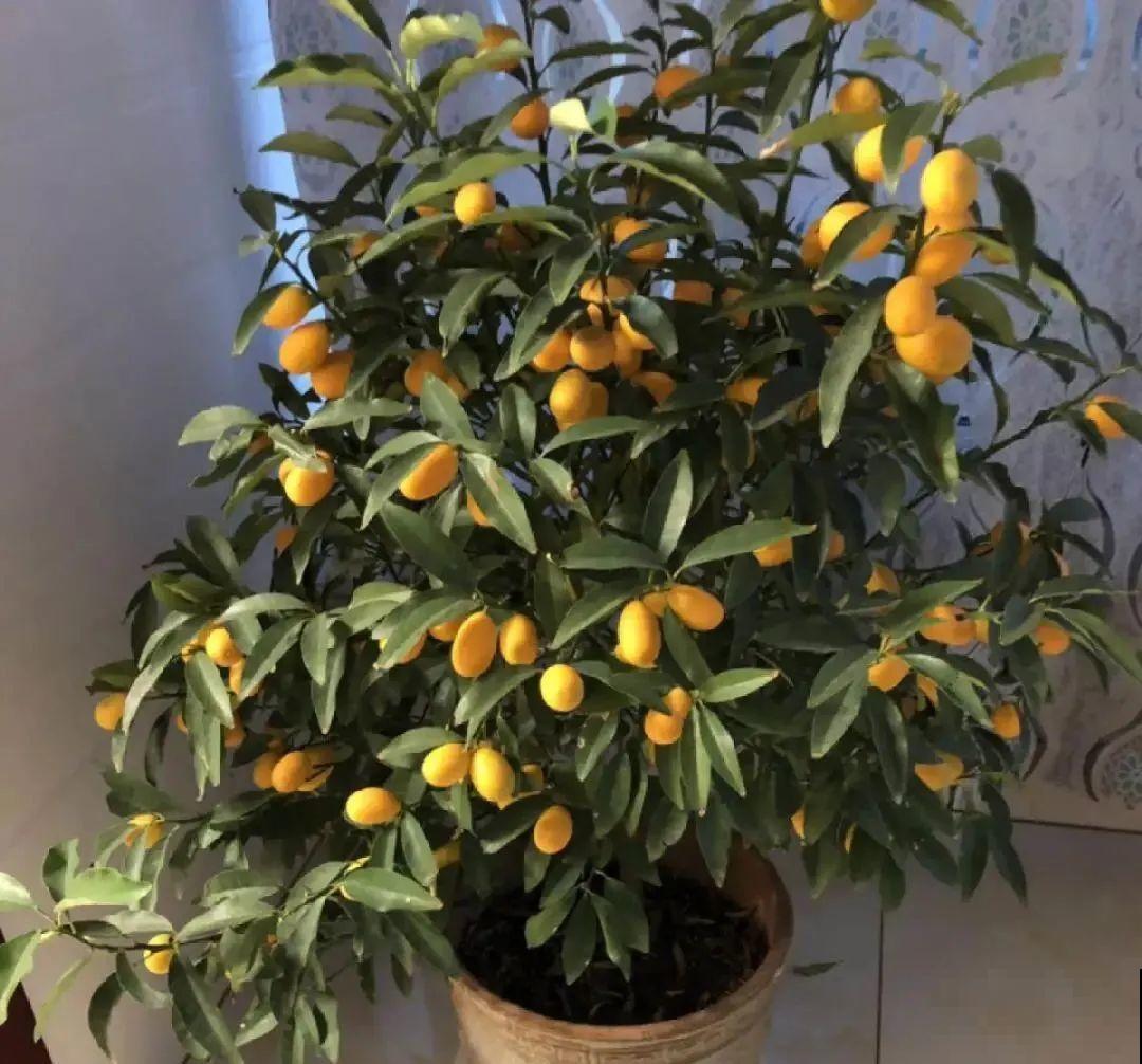 10种旺运花，一个月内要涨价，现在赶紧买