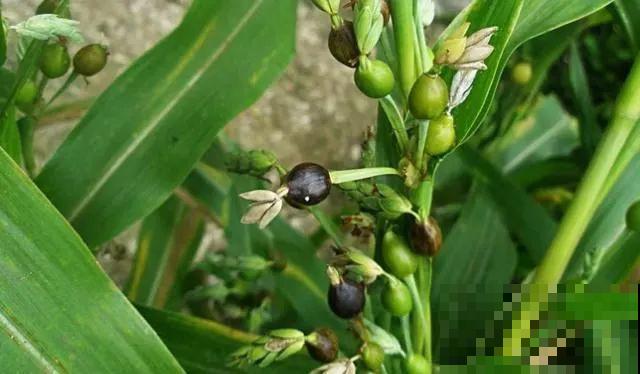 小时候“不受待见”的野草,现在排队山上挖,用处可大了 小时候“不受待见”的野草,现在排队山上挖,用处可大了