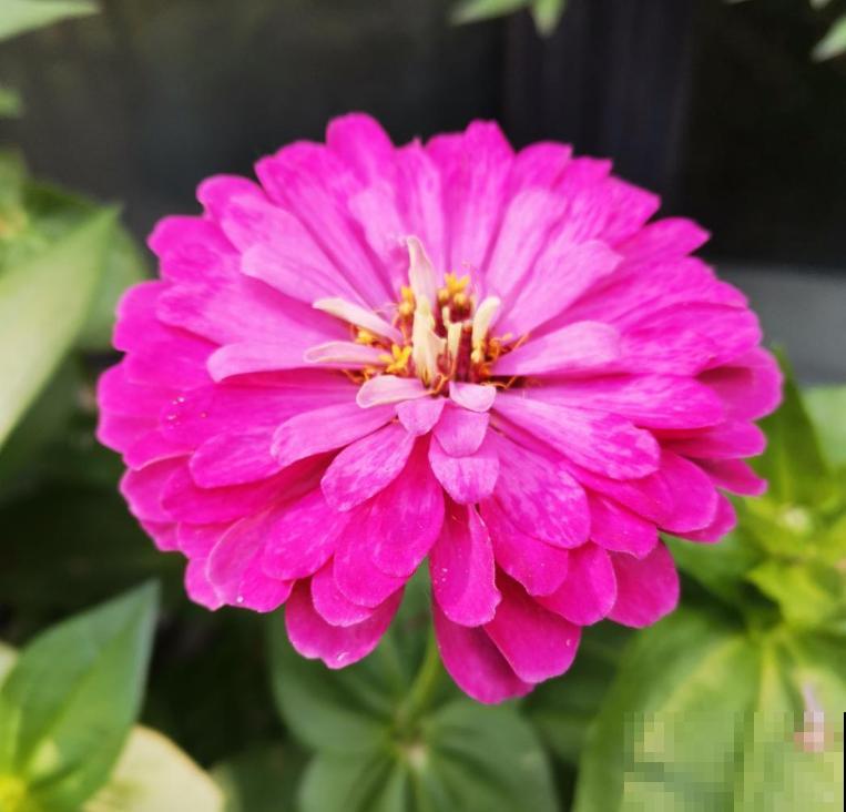 四季都能开花的植物,家里养一盆,一年四季有花看 四季都能开花的植物,家里养一盆,一年四季有花看