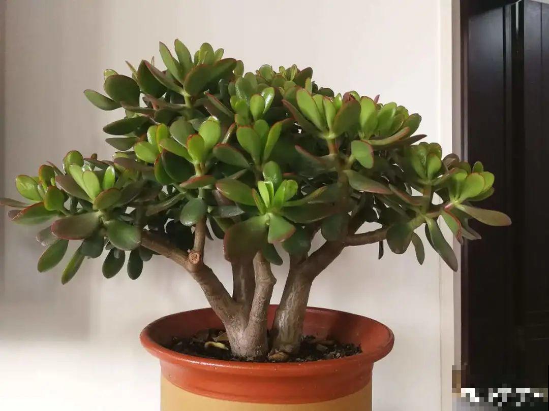 10种花得穷养，盆越小、水越少，越长得旺