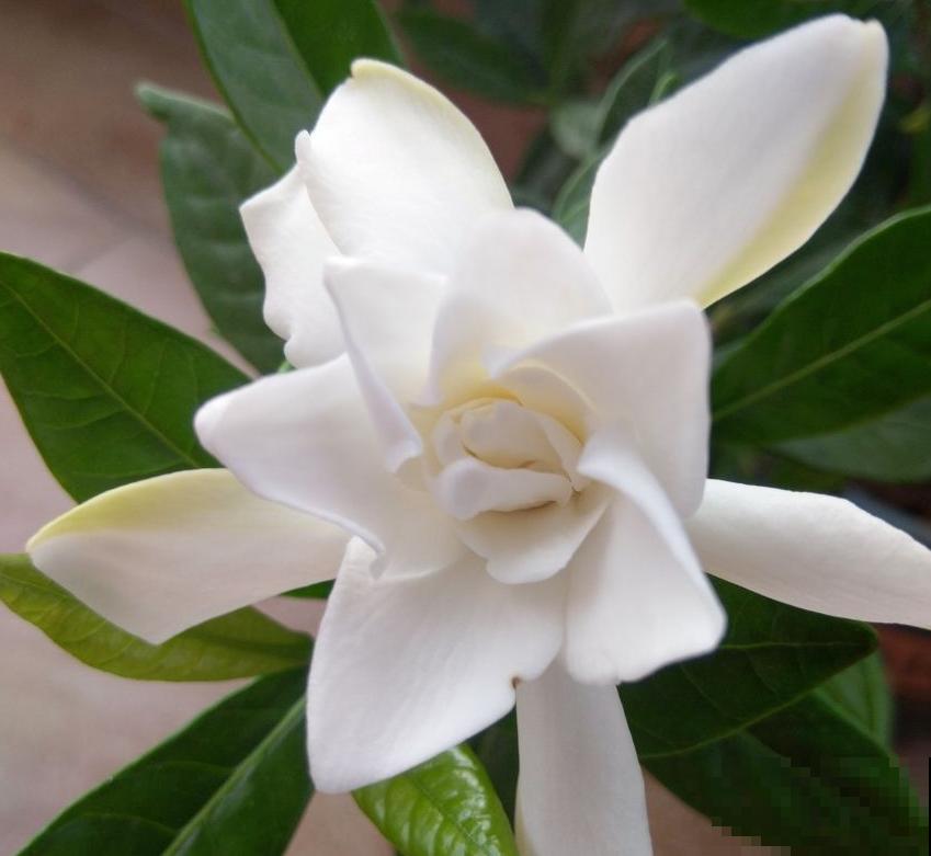 扦插正当时，抓住眼前的绝佳时节，净赚一窝“小崽子”