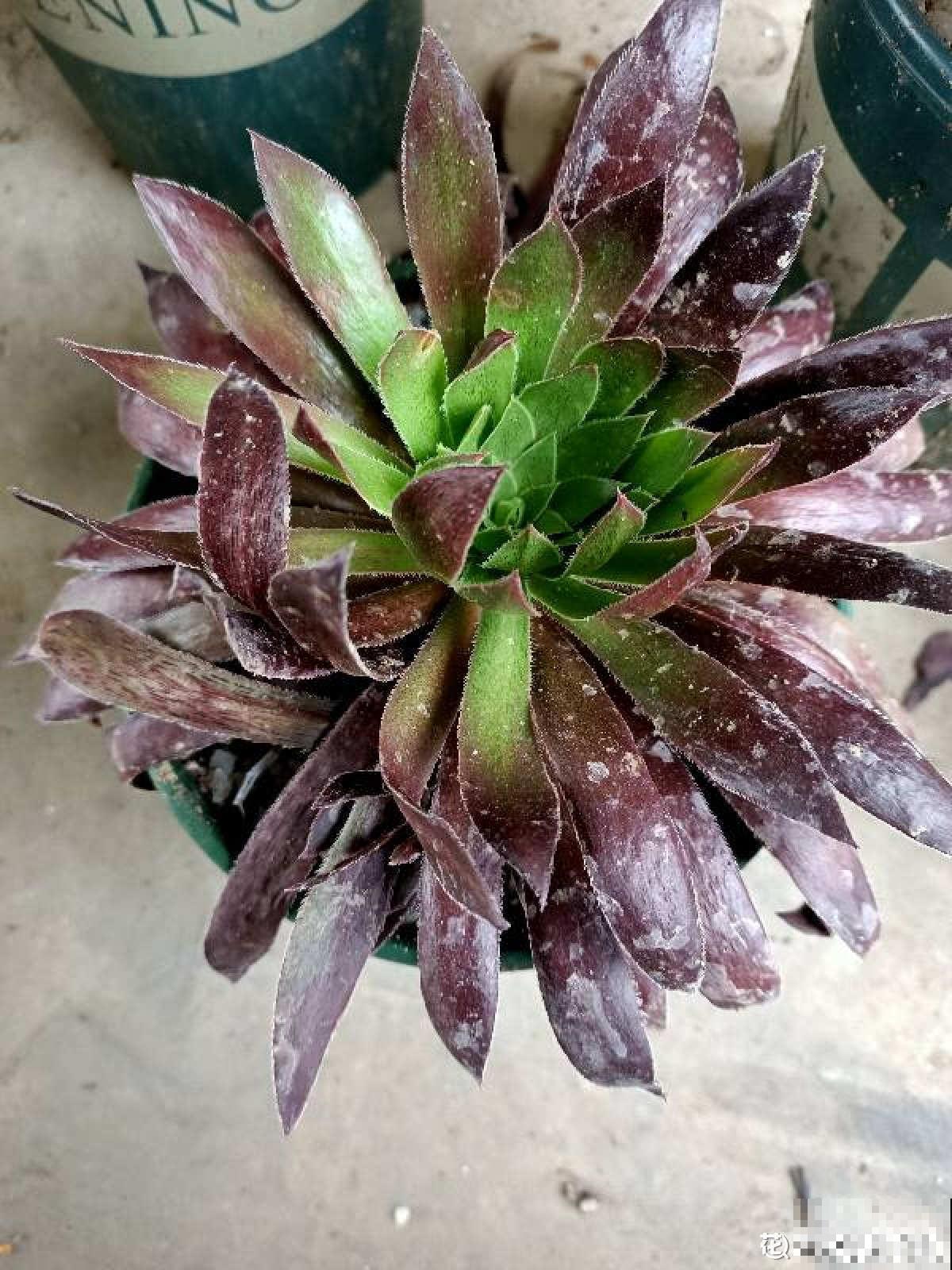 绿羊绒有股“臭袜子”味，养在家里很“头疼”，想赶紧丢掉