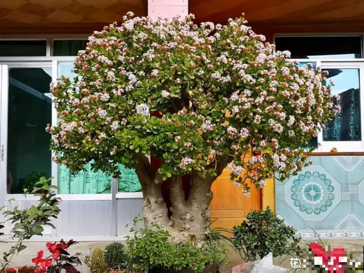 狠心砍玉树一刀，插上长寿花，开花变成“吉利树”，真喜庆