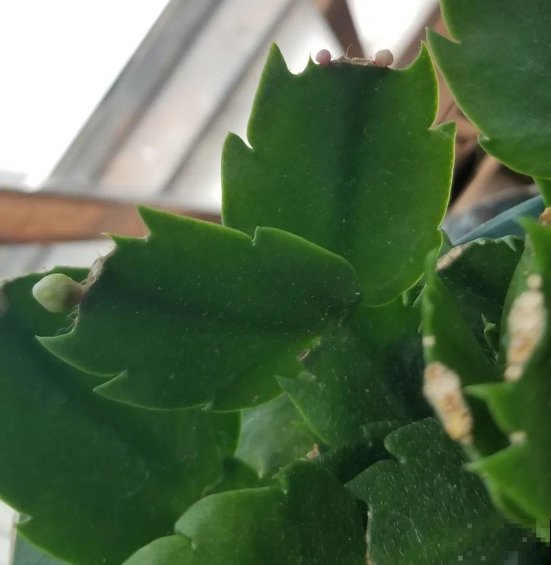 蟹爪兰软趴趴、掉花苞？它有“5怕”，避开后，叶片硬如铁！
