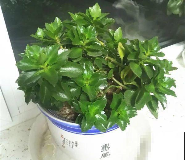 养花一直不开花，给他套个黑塑料袋，花苞呼呼冒