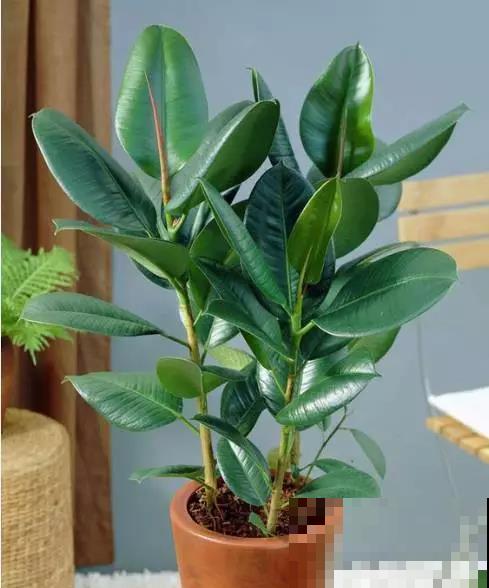 今年超火的10种网红植物，气质满满，养在家里提升格调