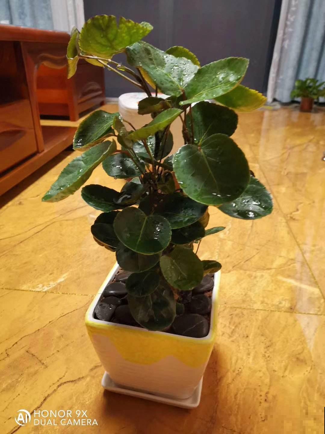 5种花有“聚财”说法，养在家里有好兆头，好运满满