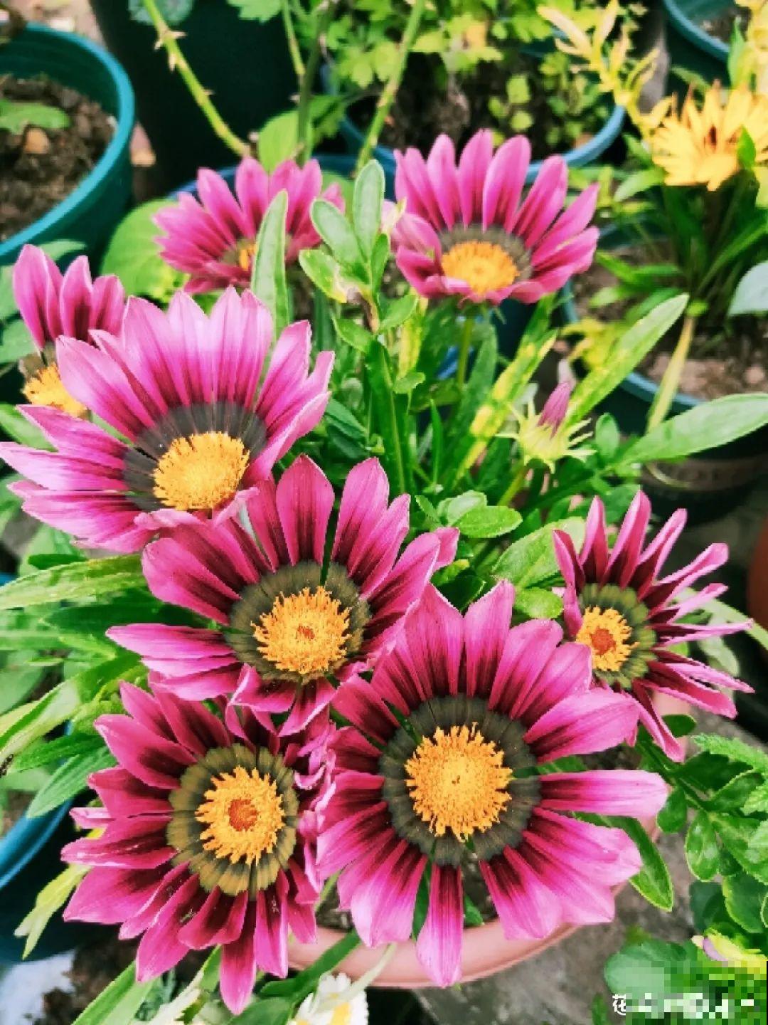 秋天必养的12种花，不用扦插，3个月爆开满盆花！