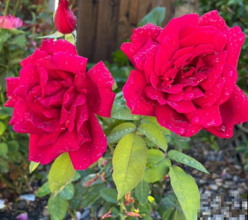 5种花虽然好看，但坏毛病特别多，谁养谁痛苦