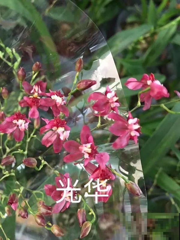 适合秋天养的文心兰,整个秋冬都开花,奶油香味十足 适合秋天养的文心兰,整个秋冬都开花,奶油香味十足