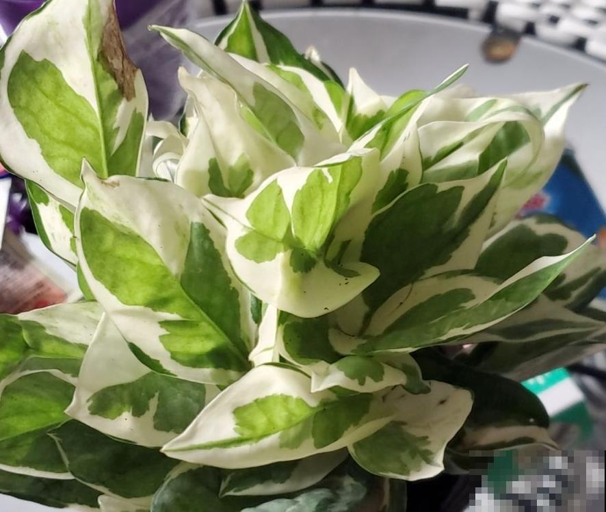 植物界的“女王大人”，自带女王气场，光听名字就很霸气