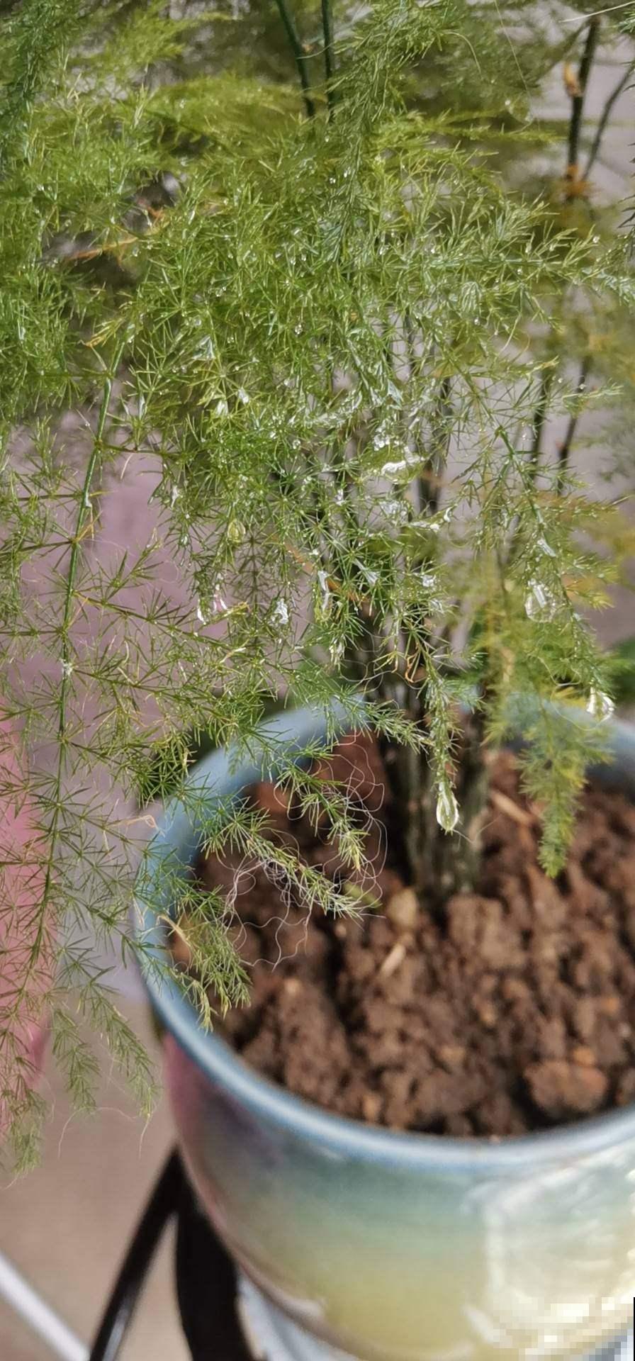 家里的文竹开满花，内行人一看：好运气要来了