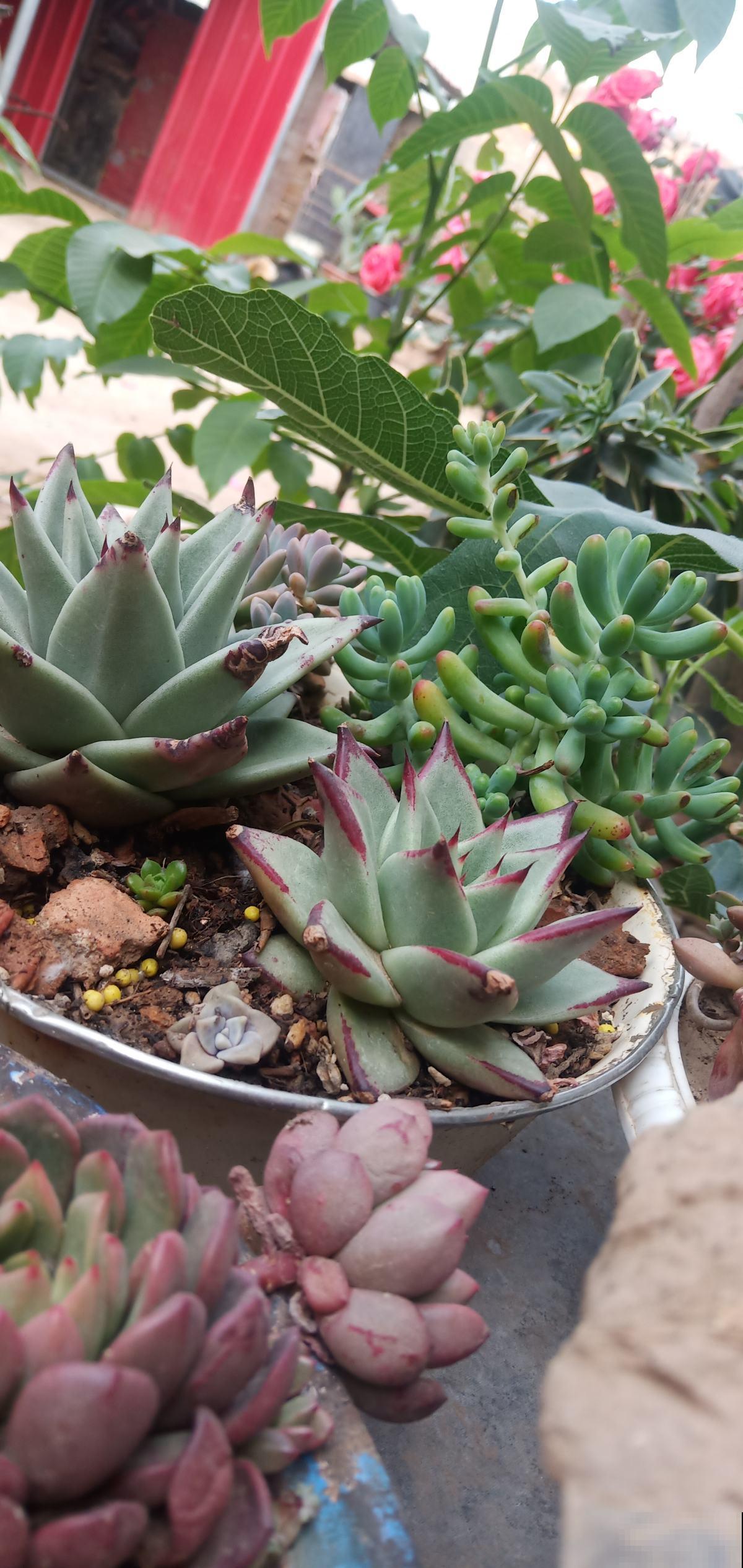 养花要参考的“五大维度”,养花大师都表示赞同,值得收藏 养花要参考的“五大维度”,养花大师都表示赞同,值得收藏