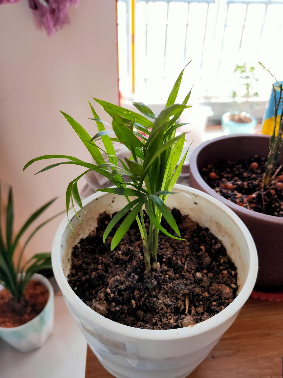 秋冬季缺不了的9种花，南北方都能养，现在准备不算迟