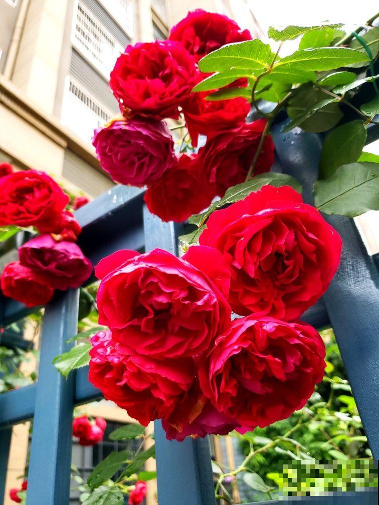 想要做花柱花墙，推荐7种藤本月季，值得拥有