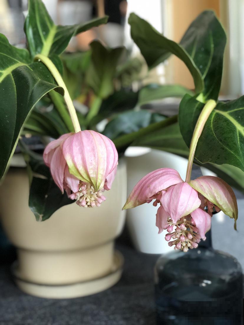 家里养5种“旺宅花”,开花就有好兆头,大气漂亮贵气满满 家里养5种“旺宅花”,开花就有好兆头,大气漂亮贵气满满