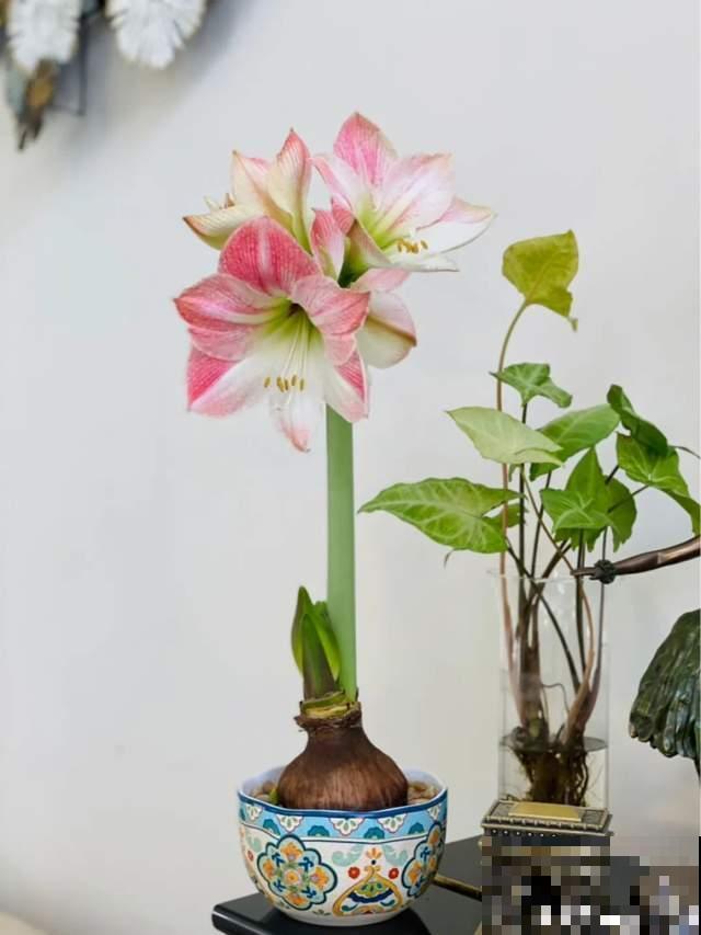 10种花，小盆“挤着养”，不烂根，植株旺，花苞突突冒