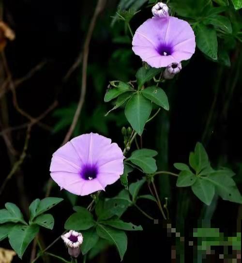 邻居的爬藤花惹了大麻烦，我家屋子成了“危房”，养花一定要慎重