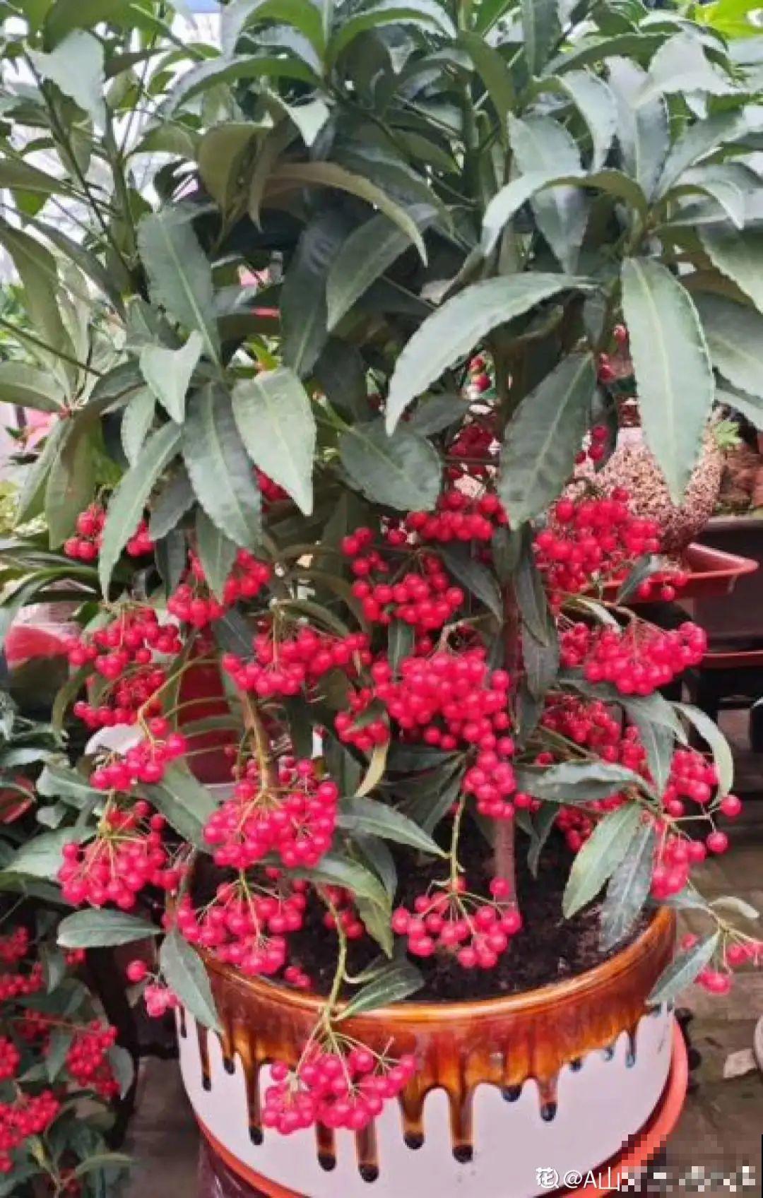 6种植物挂满果子,喜庆热闹,半年都不掉 6种植物挂满果子,喜庆热闹,半年都不掉