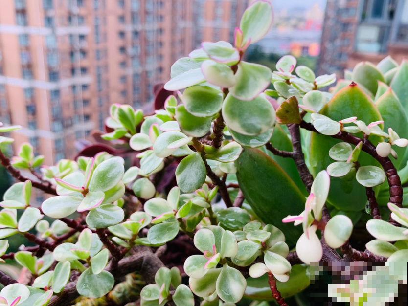 室内养花，不在于“多”，数量要合适