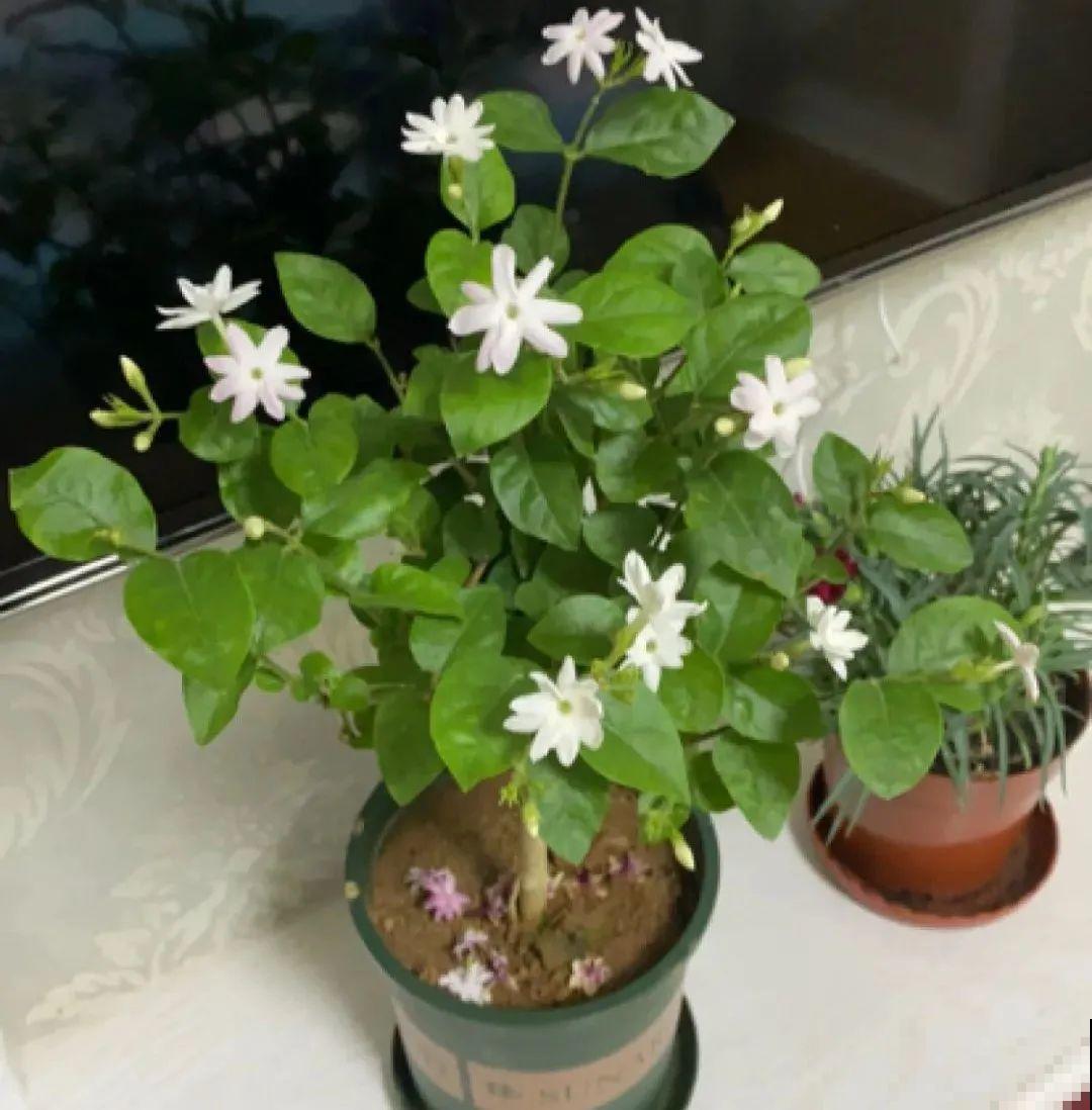 7种花冬天会假死，叶子掉光不要扔，明年还能大爆花！