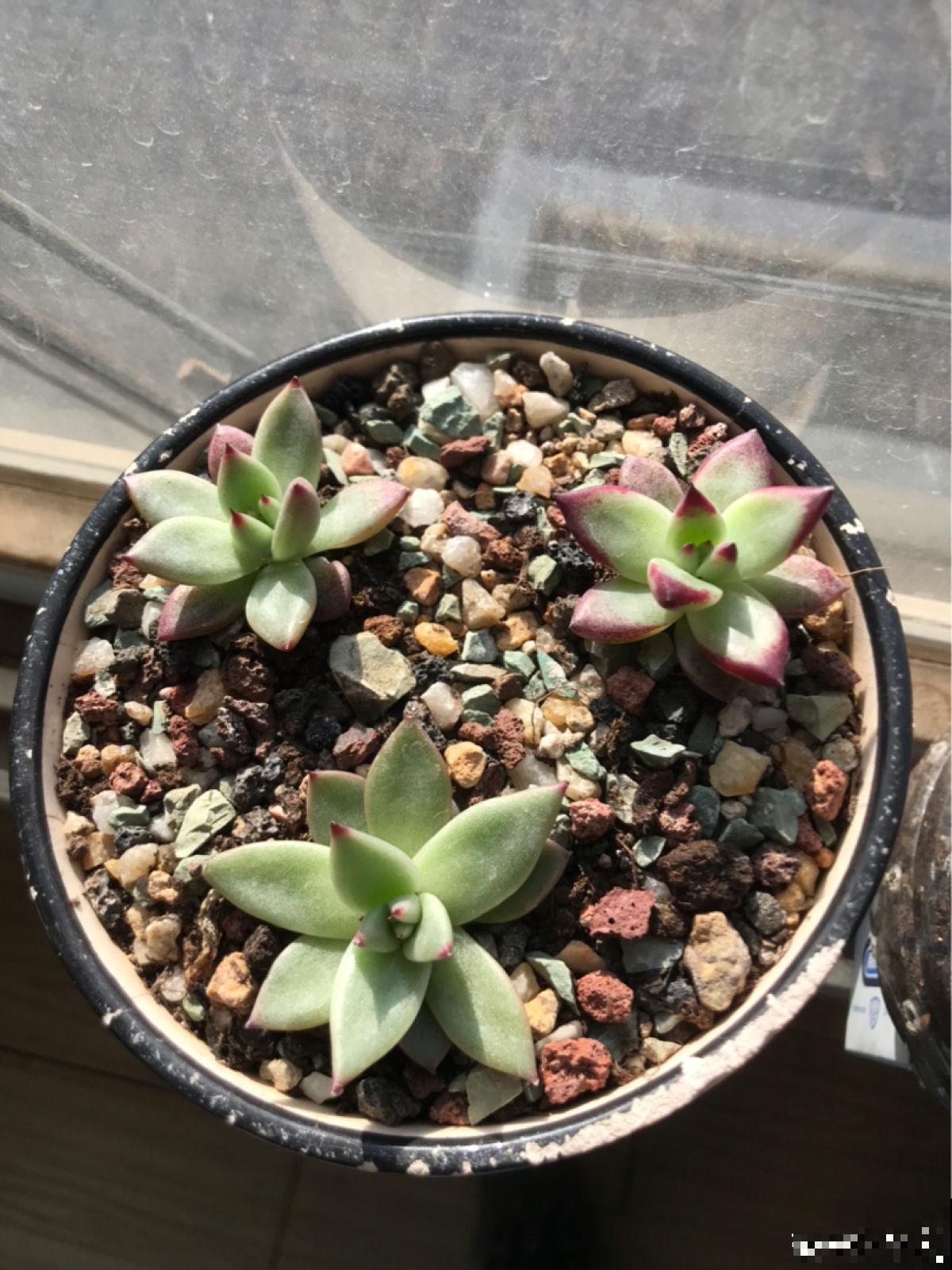 最难养的9种多肉,生病了难“医治”,新手轻易别碰 最难养的9种多肉,生病了难“医治”,新手轻易别碰