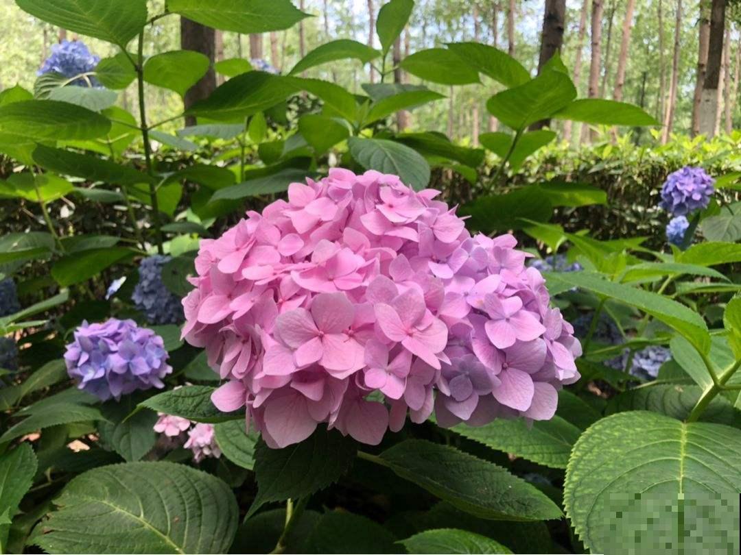 12月养绣球,要做4个核心工作,来年开花比脸还大 12月养绣球,要做4个核心工作,来年开花比脸还大