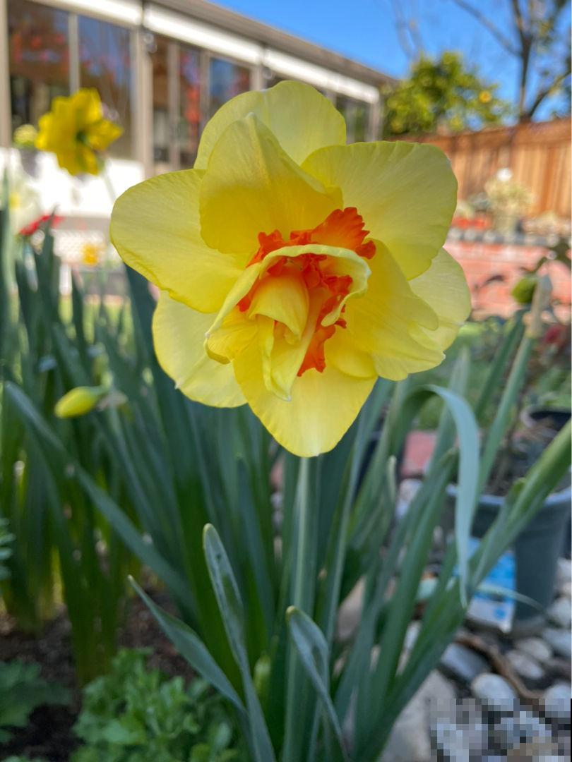 “家有水仙,富富年年”,家里养洋水仙,花大色艳还有好兆头 “家有水仙,富富年年”,家里养洋水仙,花大色艳还有好兆头