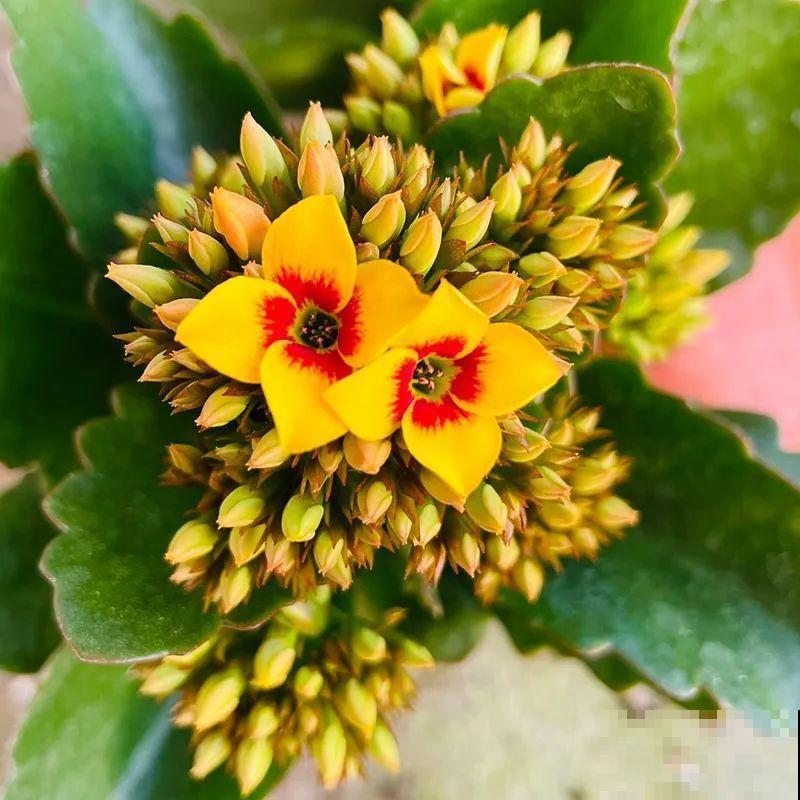 冬天常见的“吉利花”，耐旱皮实花量大，大半年都在开花