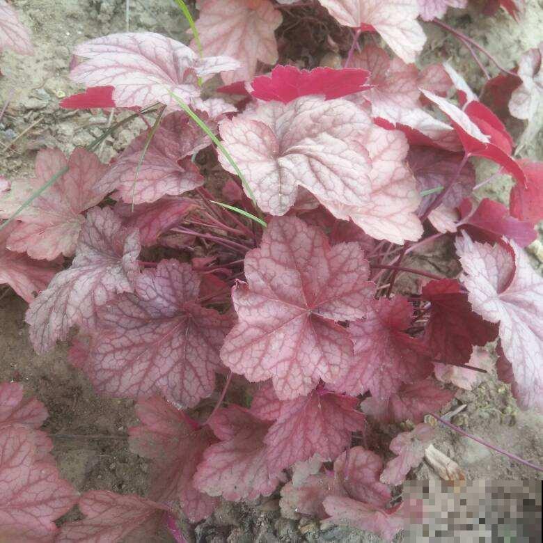 冻不死的5种省心花，花开又香又美，家里养一盆冬天也变小花园