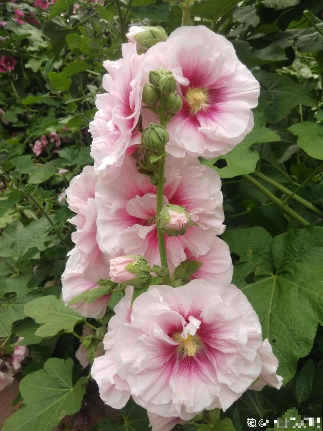 4组花长得太像,实在太容易认错,你能认出几个? 4组花长得太像,实在太容易认错,你能认出几个?