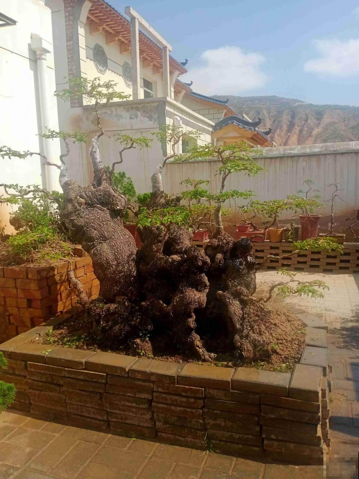 “宅后有榆，百鬼不近”，庭院里养一棵榆树，镇宅又吉祥