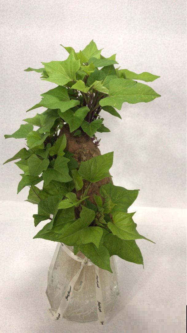 小时候常见的植物，城里人当个宝，超市卖十几块钱一斤