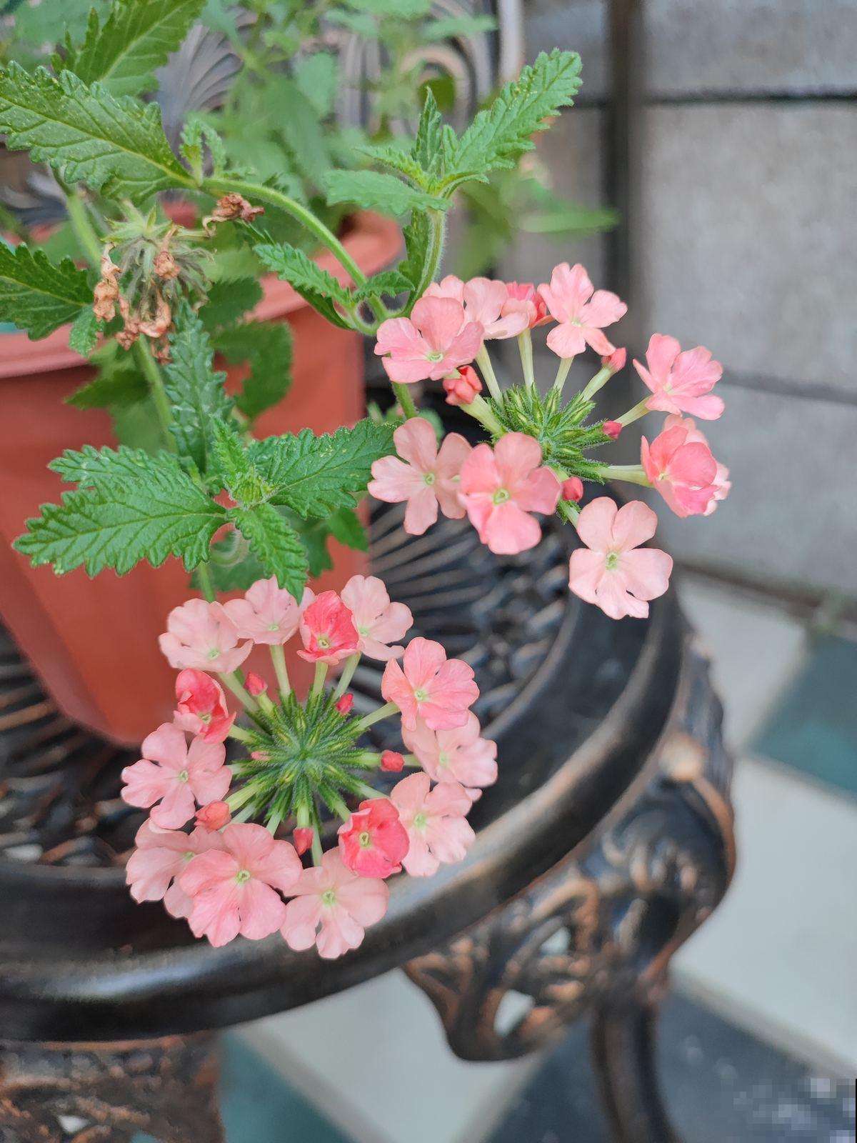 秋冬季缺不了的9种花，南北方都能养，现在准备不算迟