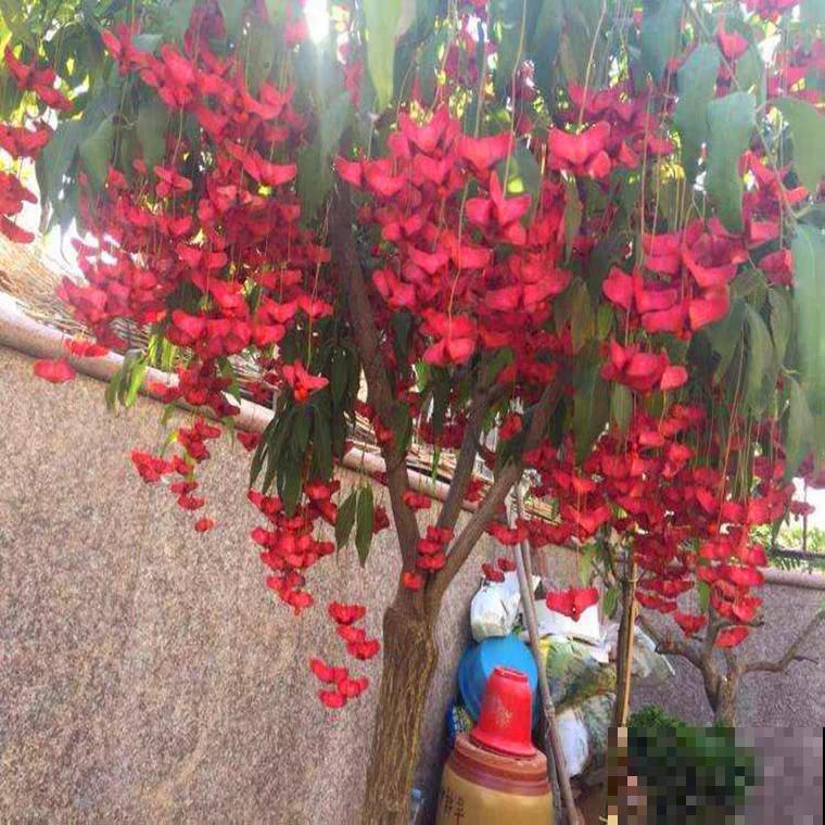 1种花俗称“摇钱树”，满盆长满小元宝，大吉大利，好看吉祥！