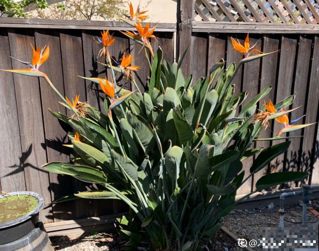 养花一直不开花,给他套个黑塑料袋,花苞呼呼冒 养花一直不开花,给他套个黑塑料袋,花苞呼呼冒