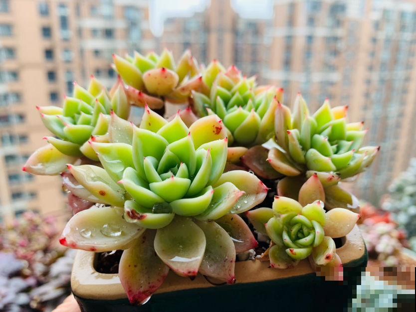秋冬季缺不了的9种花，南北方都能养，现在准备不算迟