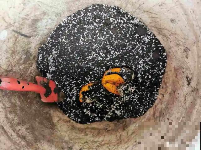 家里的“垃圾”留下，拿来养花效果好，颜值超高