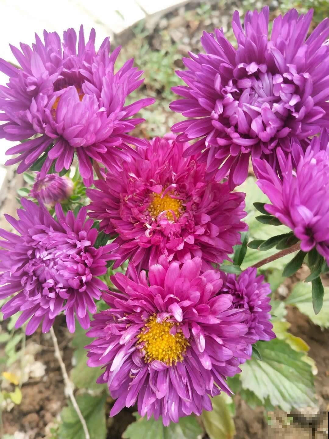 7种花，老年人尤其喜爱，路边看见了就走不动道儿