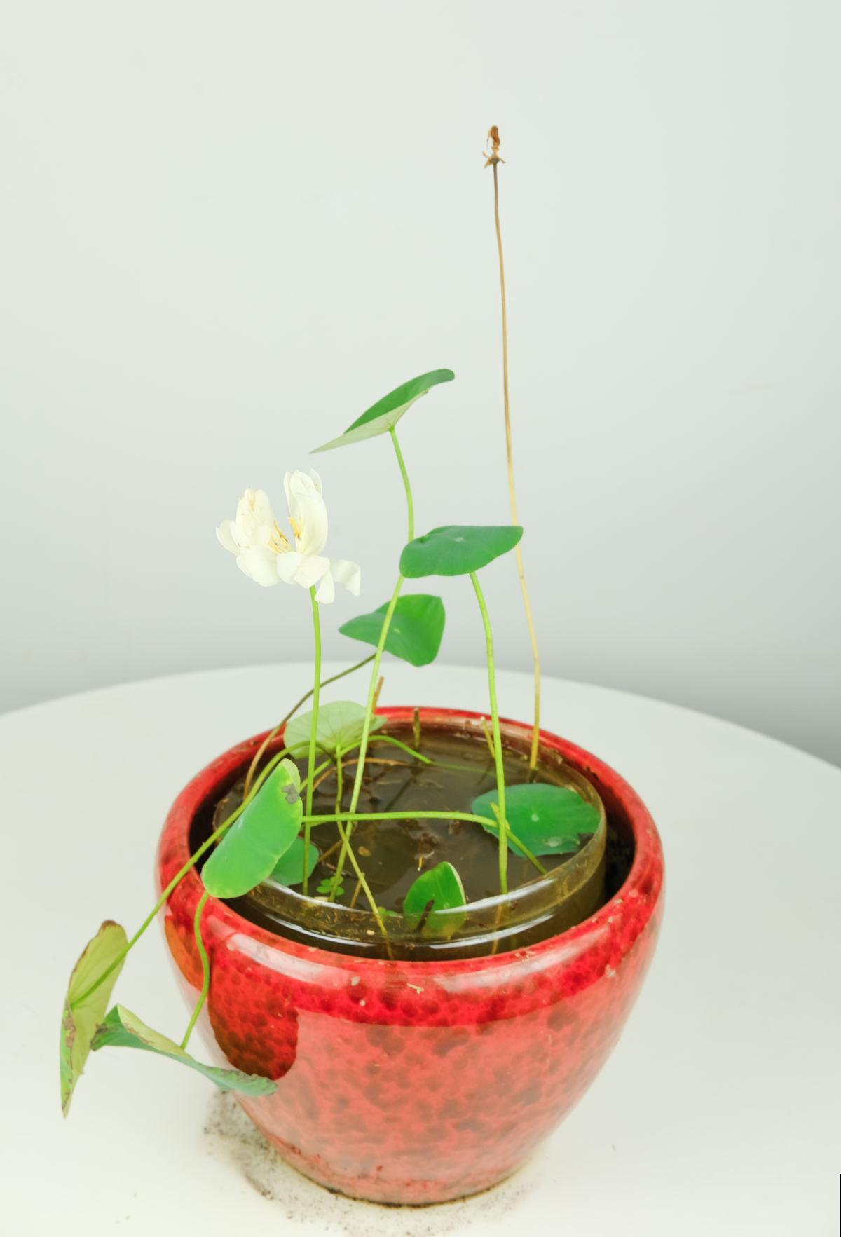 1种荷花能养在碗里,堪称莲花的微型版本,资深老花农都知道 1种荷花能养在碗里,堪称莲花的微型版本,资深老花农都知道