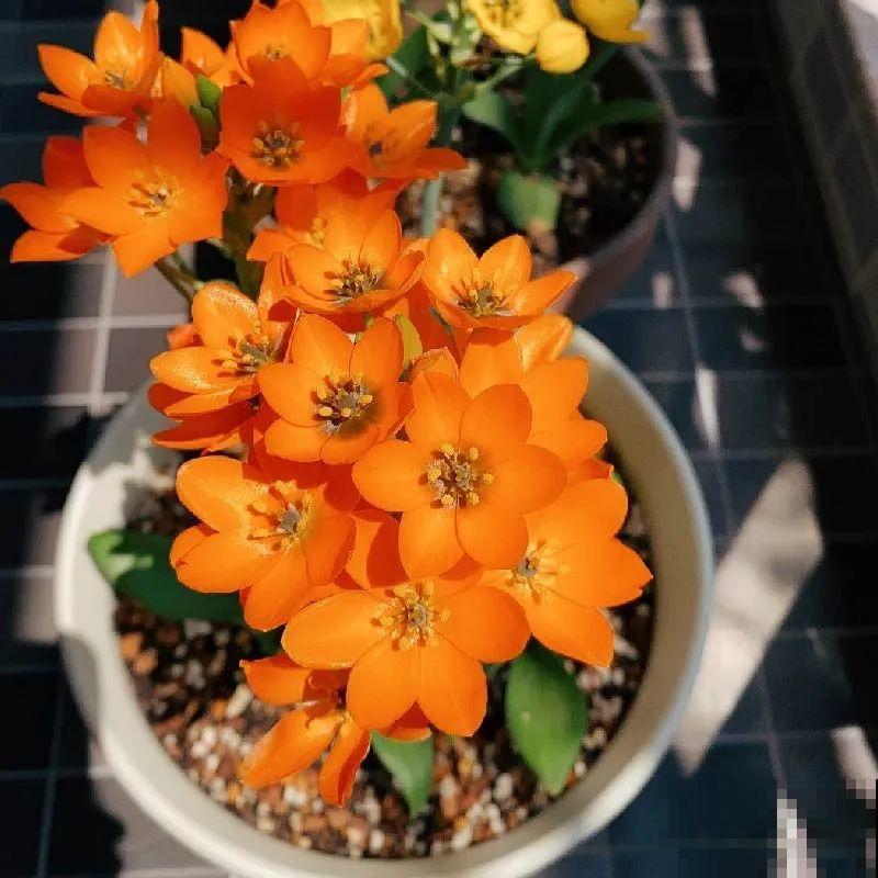 2块钱一个的便宜花,埋土里就开花爆盆,天再冷也冻不死 2块钱一个的便宜花,埋土里就开花爆盆,天再冷也冻不死