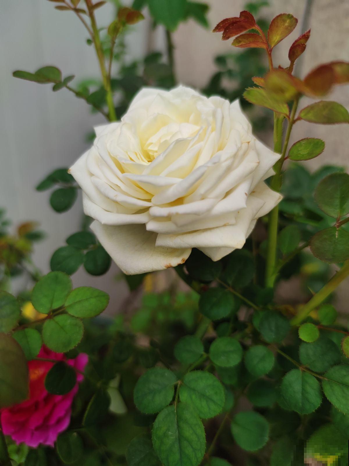 爱养花的女人,一般都有这5个优点,你中了几条? 爱养花的女人,一般都有这5个优点,你中了几条?